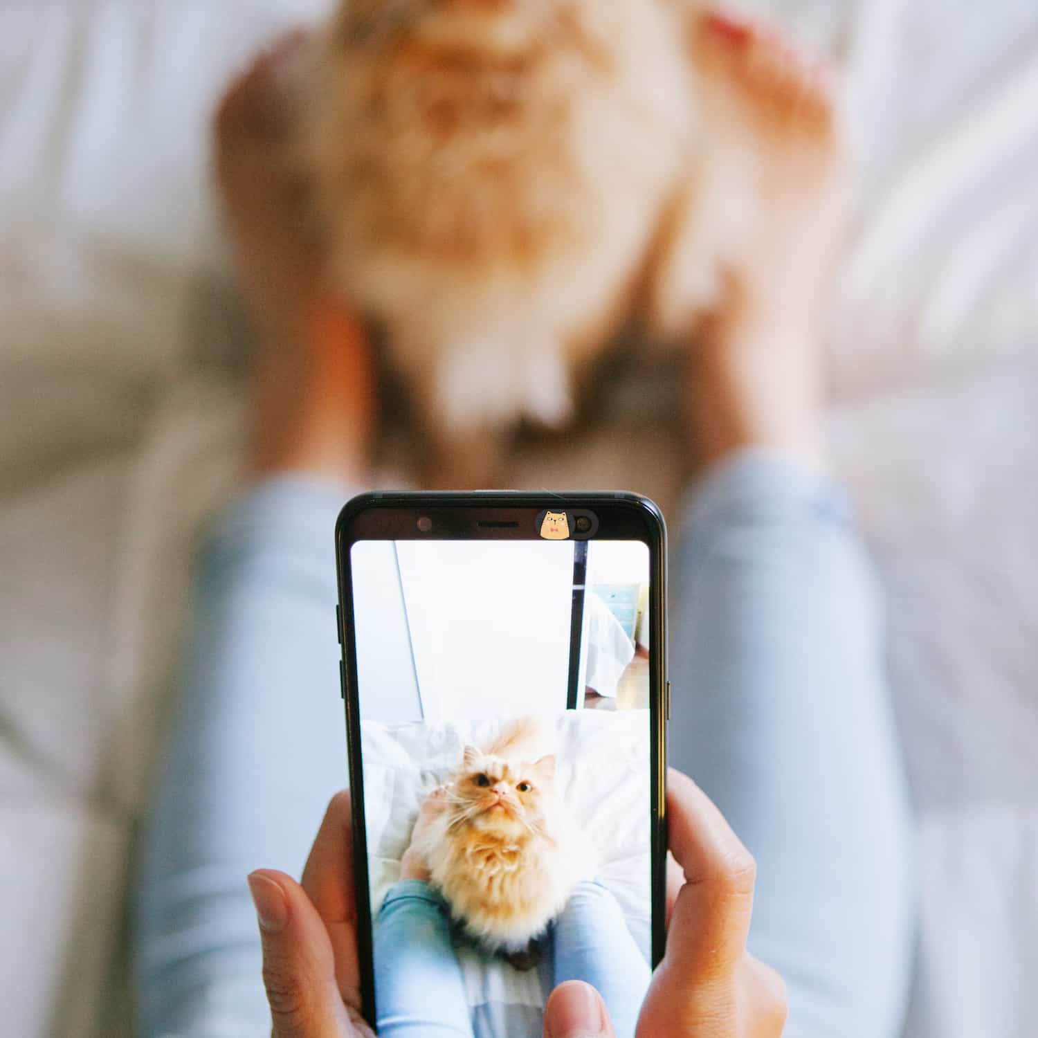 Cat Lovers Webcam Covers